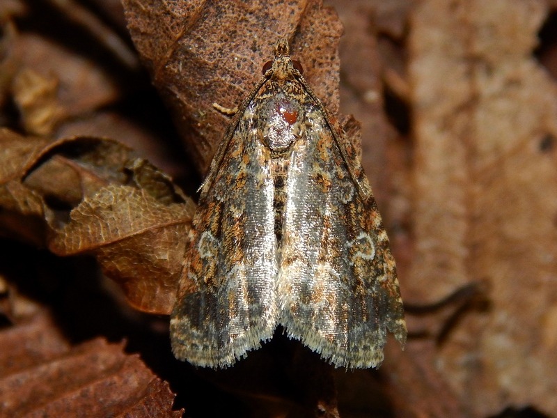 Noctuidae da ID - Deltote pygarga